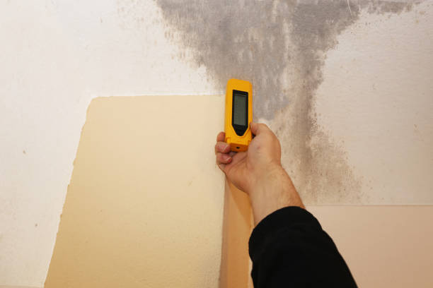 Best Mold Remediation for Healthcare Facilities  in Holt, MI