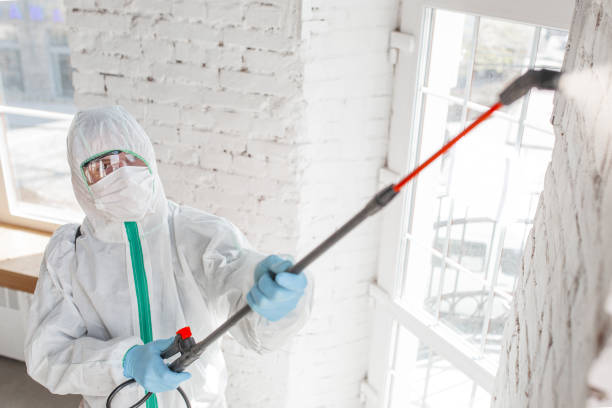 Reliable Holt, MI Mold Removal Solutions