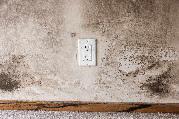 Best Asbestos and Lead Testing During Mold Inspection  in Holt, MI