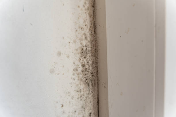 Best Emergency Mold Remediation  in Holt, MI