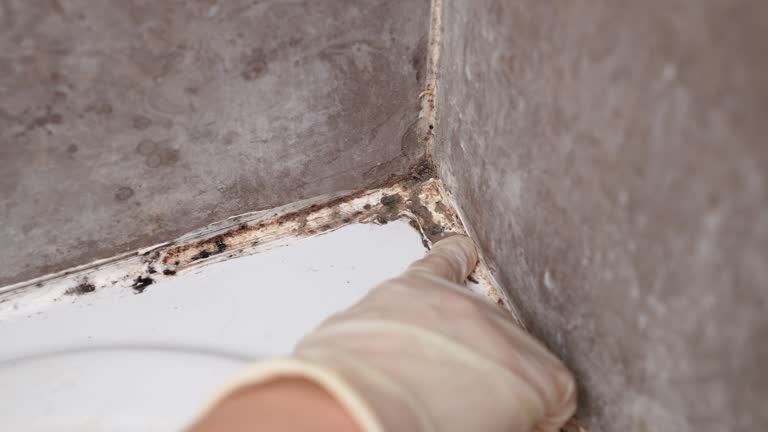 Best Basement Mold Removal  in Holt, MI