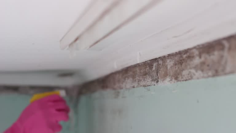 Best Mold Damage Restoration  in Holt, MI